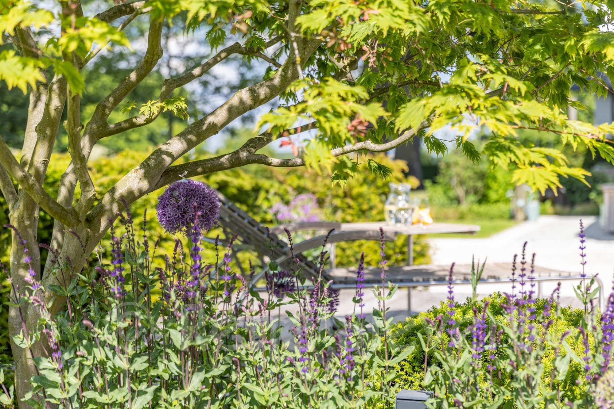 2025-05-19-KLUTE-Knauf- 226 Lila Alliumblüten und Lavendel in einem Garten mit einem Baum im Vordergrund.