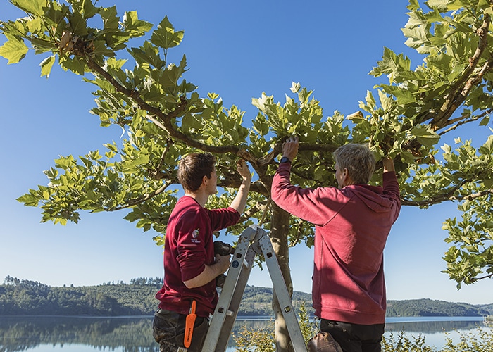Job Facharbeiter Klute Garten- und Landschaftsbau Zwei Facharbeiter bei der Pflege eines Baumes am Wasser, eine Leiter wird verwendet, um die oberen Äste zu erreichen.
